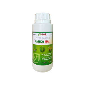 AMIKA HAL